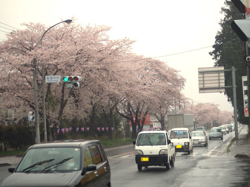 コンビニ前の桜並木（北側）