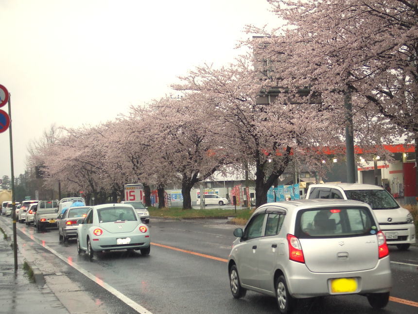 コンビニ前の桜並木（南側）