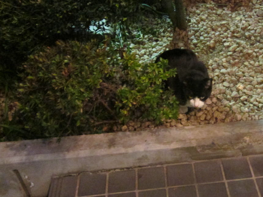 ホテル玄関前で猫の出迎え