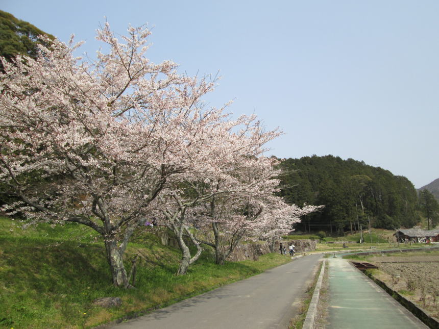 安土城跡沿いの桜並木