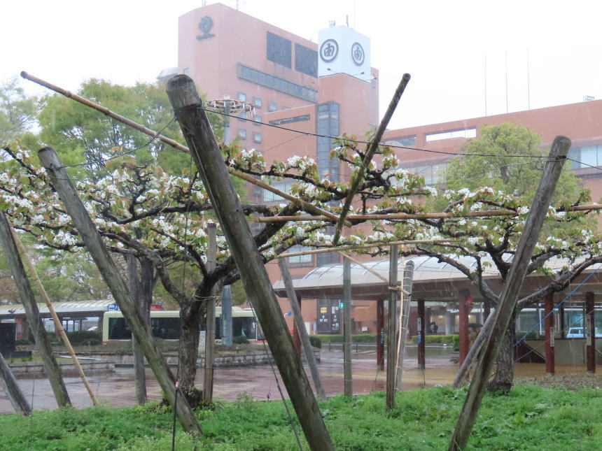 二十世紀梨か？